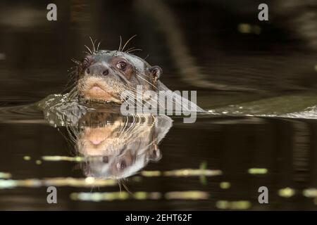 Der Endagered Giant Otter oder Giant River Otter, Pteronura brasiliensis, ist ein südamerikanisches fleischfressendes Säugetier, Napo River, Amazonas Regenwald, Yasuni Nati Stockfoto