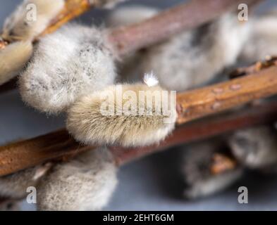 Weidenzweig und Nieren auf grauem Hintergrund Stockfoto