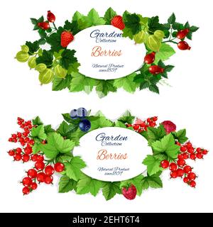 Gesunde Gartenfrüchte und Beeren Vektor Banner. Erdbeere und Himbeere, Heidelbeere und rote Johannisbeere, Stachelbeere und Briar. Grün belaubte Äste mit Stock Vektor