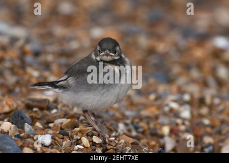 Pied stelzenschwanz Motacilla alba yarrellii, Küken ruhen auf Kiesstrand, Salthouse, Norfolk, Großbritannien, Mai Stockfoto