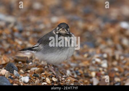 Pied stelzenschwanz Motacilla alba yarrellii, Küken ruhen auf Kiesstrand, Salthouse, Norfolk, Großbritannien, Mai Stockfoto