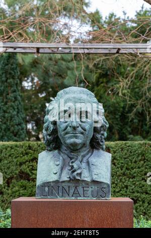 Wageningen, Niederlande - 21. Januar 2021: Kupferskulptur von Carl Linnaeus im öffentlichen Arboretum De Dreijen in Wageningen in den Niederlanden Stockfoto