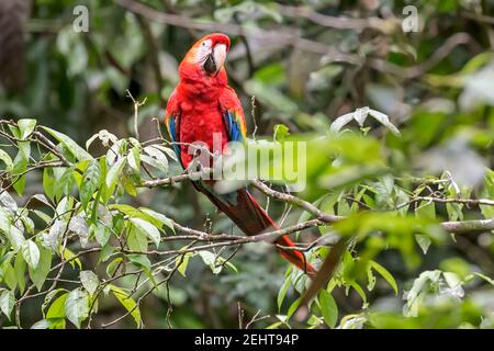 Scharlach-Ara, Ara macao, Saladero de Pericos, Papageienlicks, Napo-Fluss, Yasuni-Nationalpark, Amazonas-Regenwald, Anangu-Gemeinschaft, Ecuador, Stockfoto