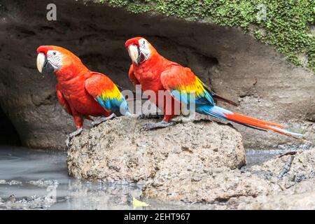 Scharlach-Ara, Ara macao, Saladero de Pericos, Salz/Mineral/Papagei/Tonlecks, Napo-Fluss, Yasuni National Park, Amazonas Regenwald, Anangu Gemeinschaft, Stockfoto