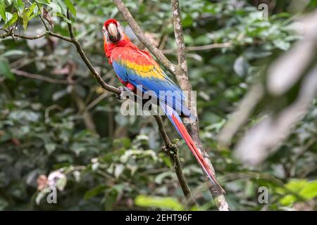 Scharlach-Ara, Ara macao, Saladero de Pericos, Papageienlicks, Napo-Fluss, Yasuni-Nationalpark, Amazonas-Regenwald, Anangu-Gemeinschaft, Ecuador, Stockfoto