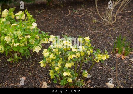 Winter blühende leuchtend gelbe Blütenköpfe auf einer Fastenrose Oder Hellebore (Helleborus x hybridus „Hardington Yellow“) Wächst in einer krautigen Grenze Stockfoto