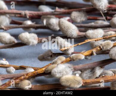 Weidenzweig und Nieren auf grauem Hintergrund Stockfoto