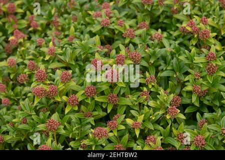 Winter Laub und Pink Flower Knospen eines Evergreen Japaners Skimmia-Strauch (Skimmia japonica 'Godrie's Zwerg') Wächst in einem Country Cottage Garden Stockfoto