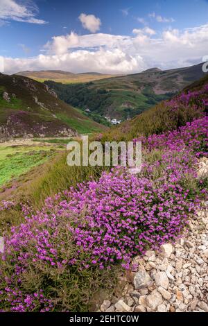 Violette Heidekraut am Sychnant Pass, Nordwales Stockfoto