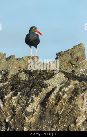 Schwarzer Austernfischer Haematopus bachmani, auf Felsen sitzender Erwachsener, Pillar Point, Kalifornien, USA, Oktober Stockfoto