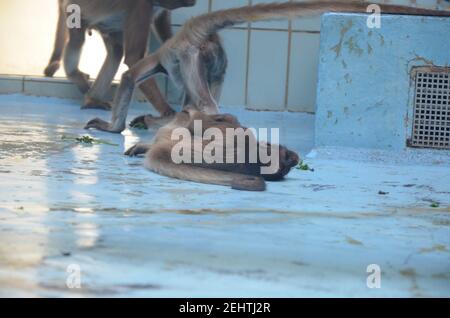 Howler-Affenweibchen, Zoo Frankfurt Stockfoto