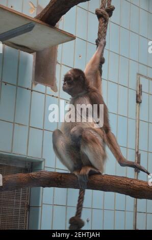 Howler-Affenweibchen, Zoo Frankfurt Stockfoto