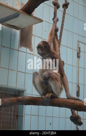 Howler-Affenweibchen, Zoo Frankfurt Stockfoto