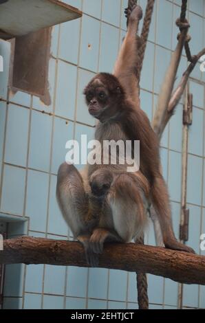 Howler-Affenweibchen, Zoo Frankfurt Stockfoto