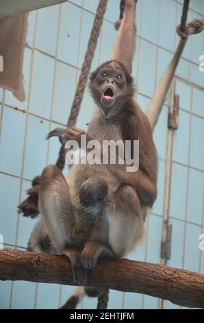 Howler-Affenweibchen, Zoo Frankfurt Stockfoto