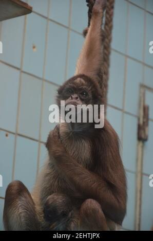Howler-Affenweibchen, Zoo Frankfurt Stockfoto