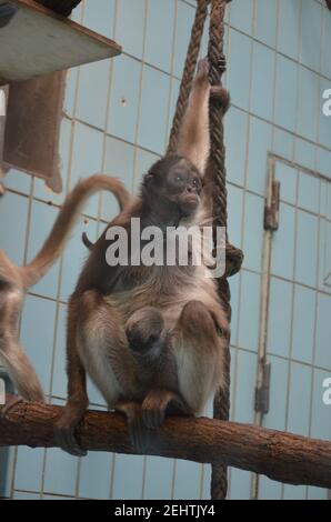 Howler-Affenweibchen, Zoo Frankfurt Stockfoto