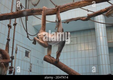 Howler-Affenweibchen, Zoo Frankfurt Stockfoto