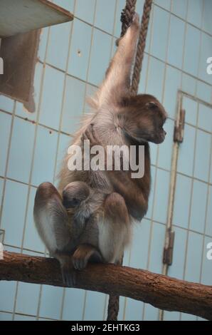 Howler-Affenweibchen, Zoo Frankfurt Stockfoto