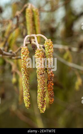 Die blühenden männlichen Teile der Erle (Catkin) beginnen sich in späteren Wintern zu entwickeln und sind einer der frühesten britischen Bäume, die blühen und bestäuben. Stockfoto