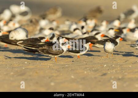 Schwarzer Skimmer Rynchops niger, Gruppenroosting am Sandstrand, Santa Barbara, Kalifornien, USA, Oktober Stockfoto