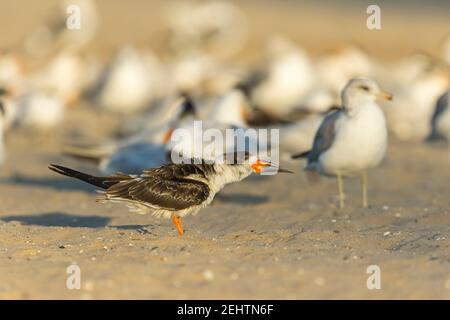 Schwarzer Skimmer Rynchops niger, Ruhe am Sandstrand, Santa Barbara, Kalifornien, USA, Oktober Stockfoto