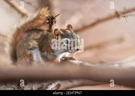 American Red Eichhörnchen Tamiasciurus hudsonicus sitzt auf Zweig, Nahaufnahme Detail Stockfoto