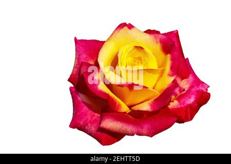 Rose schöne ungewöhnliche Blume angenehm für das Auge eine angenehme Kombination von Farben. Isolieren Stockfoto