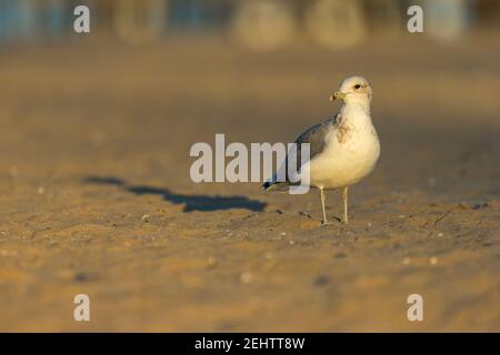 California Gull Larus californicus, am Sandstrand, Santa Barbara, Kalifornien, Oktober Stockfoto