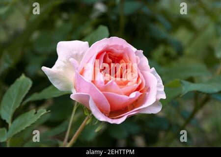 Vollständig geöffnet, sanft rosa mit vielen Schattierungen von schönen Rosenblüten Pflanze Stockfoto