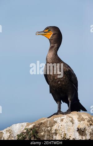 Doppelkammkormorant Phalacrocorax auritus, auf Felsen gehockt, Elkhorn Slough, Kalifornien, USA, Oktober Stockfoto