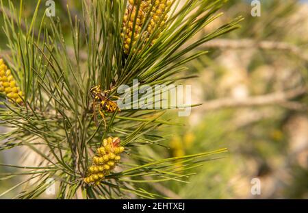 Nahaufnahme einer Wespe (Vespula) am Ast von A Junge Kiefer (Pinus halepensis) an einem sonnigen Tag Stockfoto