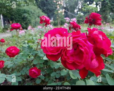 Eine Nahaufnahme einer Blume rot Stockfoto