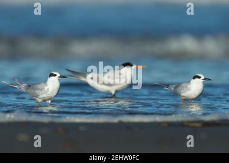 Forster's tern Sterna forsteri & elegant tern Thalasseus elegans, am Ufer gelegen, Morro Bay, Kalifornien, USA, Oktober Stockfoto