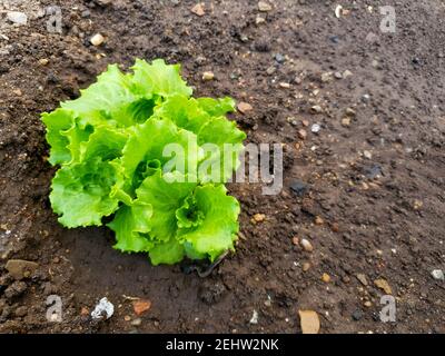 Nahaufnahme eines Brokkoli-Stücks Stockfoto