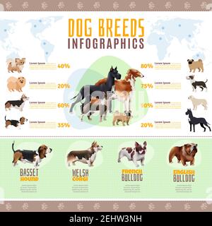 Farbige Hunderassen Infografiken mit welsh Corgi Französisch und Englisch bulldog Rassen Vektorgrafik Stock Vektor