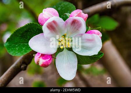 Blühender Blumenbaum, umgeben von ungeöffneten Blütenknospen Stockfoto