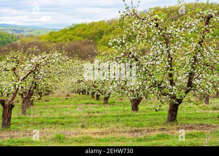Obstgarten mit Apfelbäumen während der Blüte Stockfoto