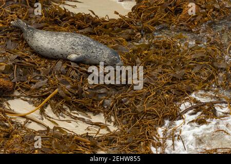 Seehund Phoca vitulina, gezogen am Strand, Point Lobos State Natural Reserve, Monterey County, Kalifornien, USA, Oktober Stockfoto