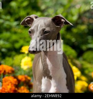 Italienisches Windspiel Hund Stockfoto