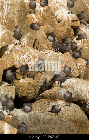 Heermann-Möwe Larus heermanni, auf Felsen thront, Point Lobos State Natural Reserve, Kalifornien, USA, Oktober Stockfoto