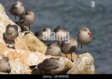 Heermann-Möwe Larus heermanni, auf Felsen thront, Point Lobos State Natural Reserve, Kalifornien, USA, Oktober Stockfoto