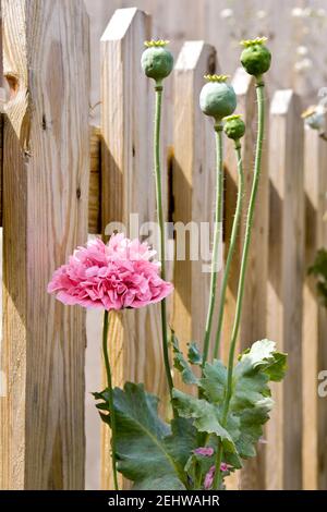 Ein schöner rosa orientalischer Mohn (Papaver orientale) Mit Saatköpfen, die sich im Sommer gegen einen Holzpfostenzaun bilden Stockfoto