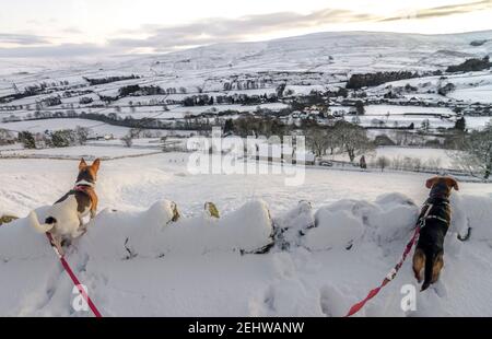 Zwei kleine Hunde stehen auf einer Trockensteinmauer und begutachten die verschneite Landschaft vor ihnen (North Pennines, Weardale, County Durham) Stockfoto