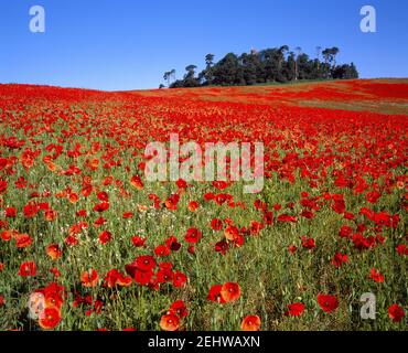 Feld der roten Mohnblumen an der Hauptstraße A420 In Faringdon Oxfordshire, Großbritannien Stockfoto
