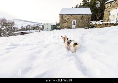 Ein Jack Russell Typ Hund in tiefem Schnee in der Garten Stockfoto