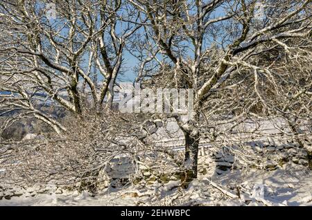 Eichen (Quercus robur) bedeckt mit Schnee in den North Pennines, Weardale, County Durham Stockfoto