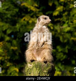 Erdmännchen Stockfoto