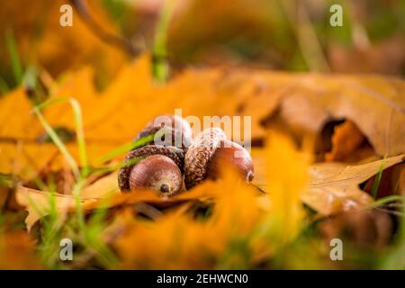 Eicheln auf dem Herbstboden Stockfoto