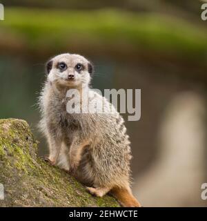 Erdmännchen Stockfoto